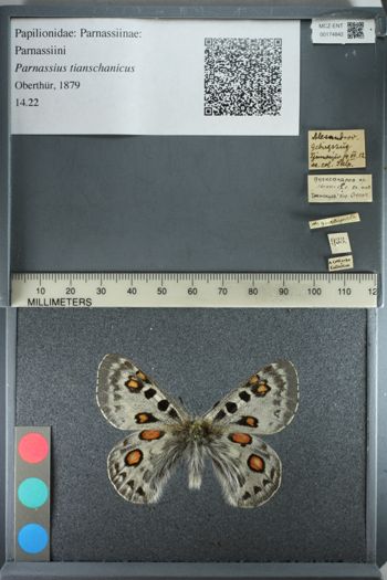 Media type: image;   Entomology 174842